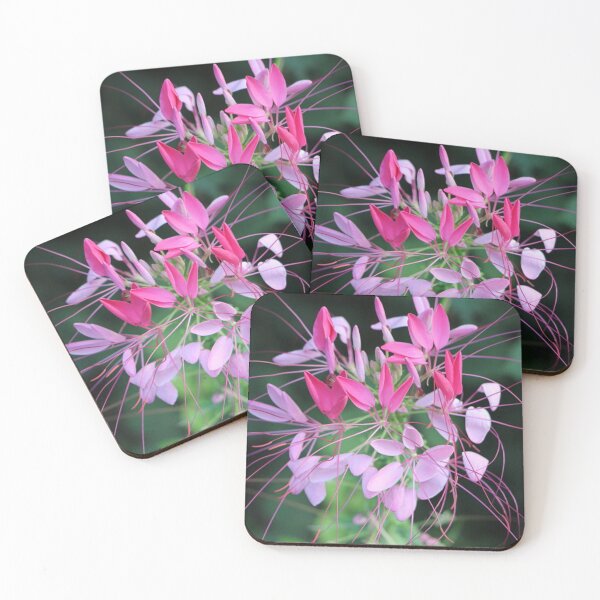 Item preview, Bright Pink Cleome Spider Plant Flowering designed and sold by JariHawk.