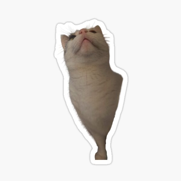 Curious Kitty Sticker
