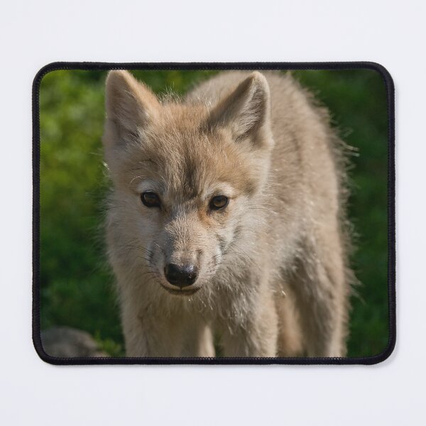 Artikelvorschau, Arctic Wolf Pup entworfen und verkauft von WolvesOnly.