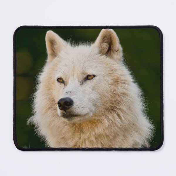 Item preview, Arctic Wolf designed and sold by WolvesOnly.