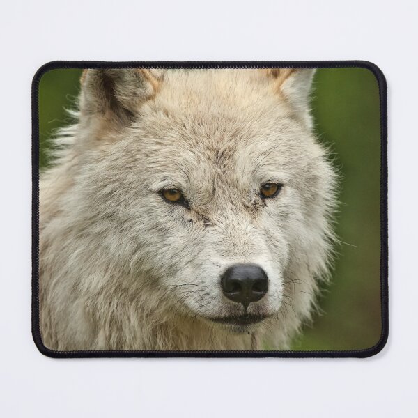 Item preview, Arctic Wolf designed and sold by WolvesOnly.