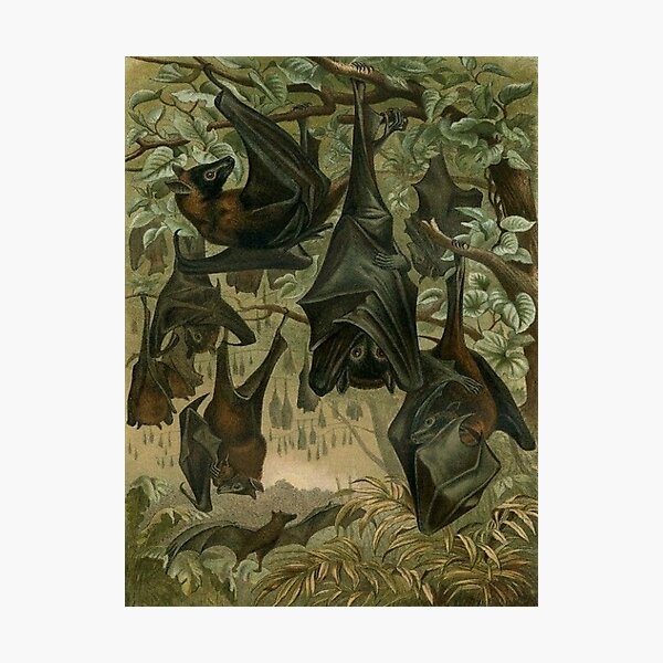 Item preview, Colony of Bats designed and sold by kiddruba.