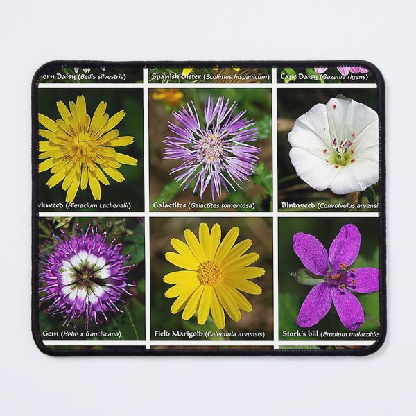 Item preview, Flower poster, daiseys, Marigold, storkweed, Hawkweed, blue gem,Bindweed, Galactites, Yellow flower, pink flower, purple flower, white flower, wild flowers, gardening designed and sold by Nostrathomas66.