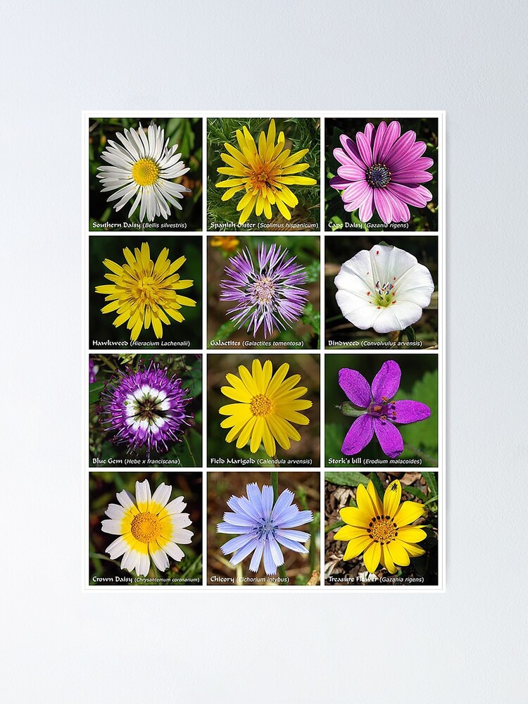 Poster « Affiche de fleurs, marguerites, souci, cigogne, épervière, gemme  bleue, liseron, galactites, fleur jaune, fleur rose, fleur violette, fleur  blanche, fleurs sauvages, jardinage », par Nostrathomas66 | Redbubble