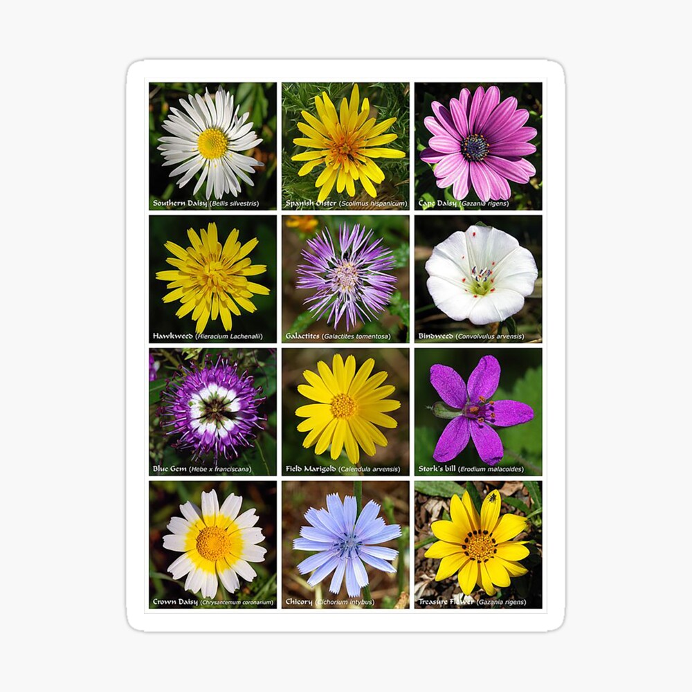 Flower poster, daiseys, Marigold, storkweed, Hawkweed, blue gem,Bindweed,  Galactites, Yellow flower, pink flower, purple flower, white flower, wild  flowers, gardening