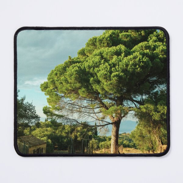 Item preview, Stunning Old Conifer Tree in Beautiful Light designed and sold by nickbrayimages.