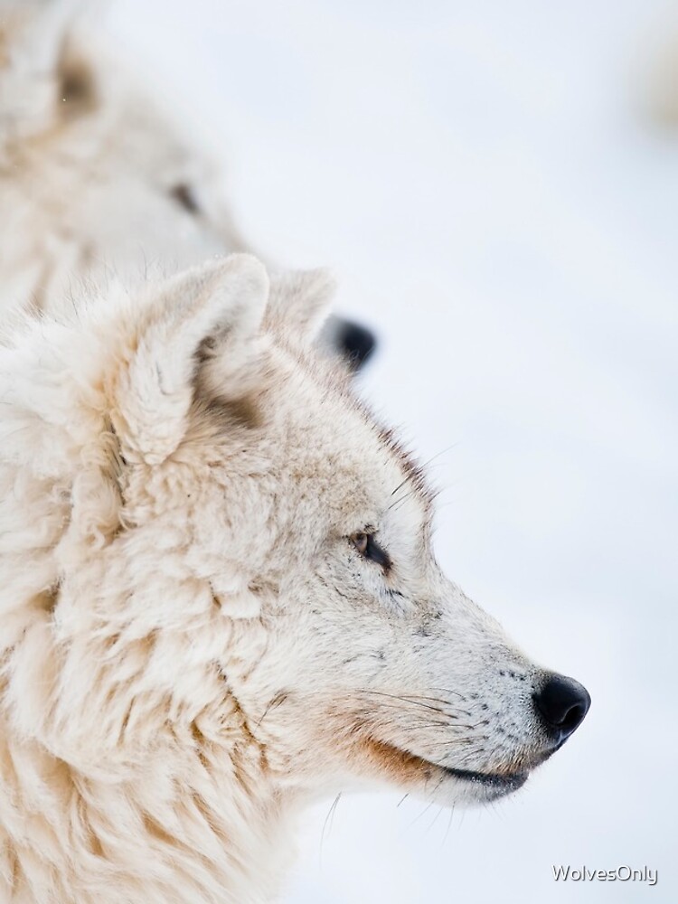 Thumbnail 4 of 4, iPhone Case, Arctic Wolves designed and sold by WolvesOnly.