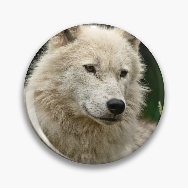 Artikelvorschau, Arctic Wolf entworfen und verkauft von WolvesOnly.