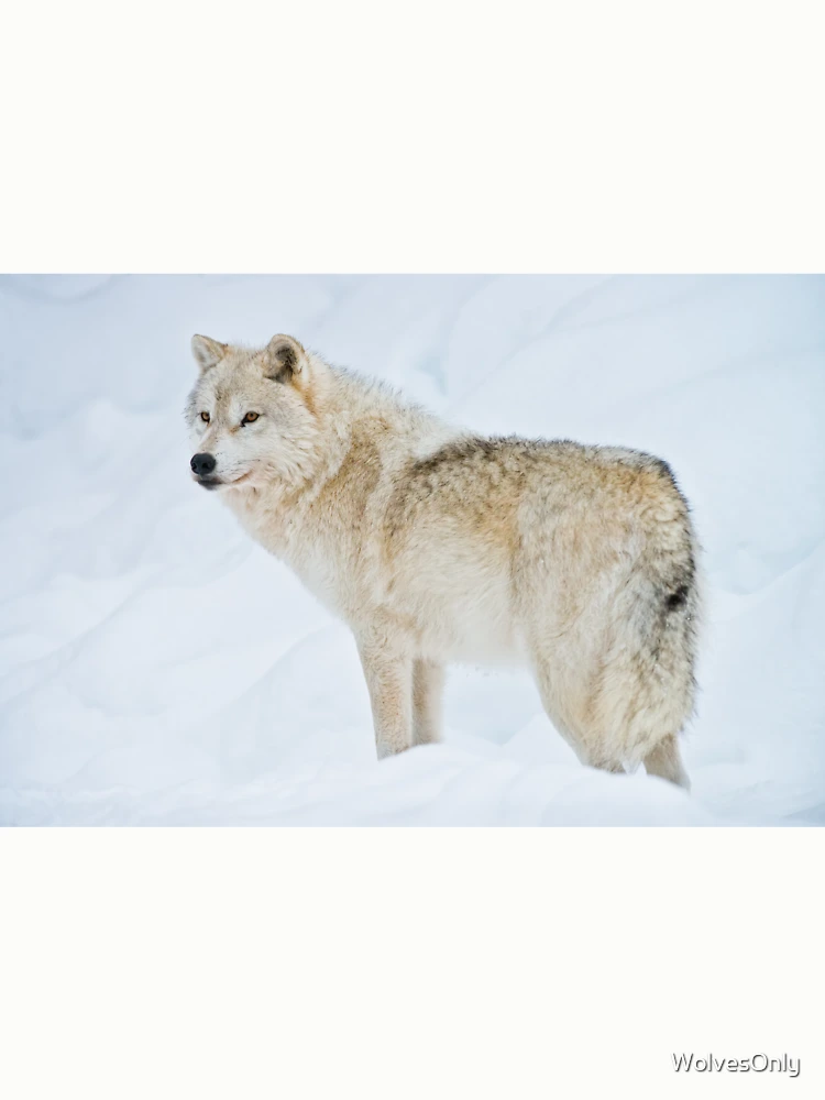 Thumbnail 6 von 6, Pullover, Arctic Wolf designt und verkauft von WolvesOnly.