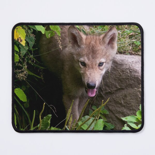 Item preview, Timber Wolf Pup designed and sold by WolvesOnly.
