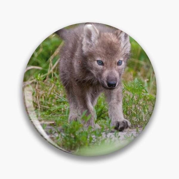 Item preview, Timber Wolf Pup designed and sold by WolvesOnly.
