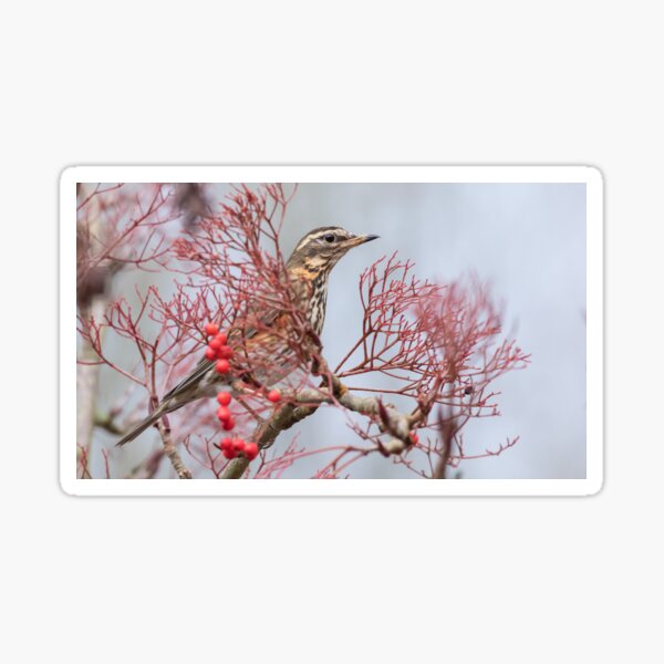 Item preview, Redwing designed and sold by LaurenTucker.