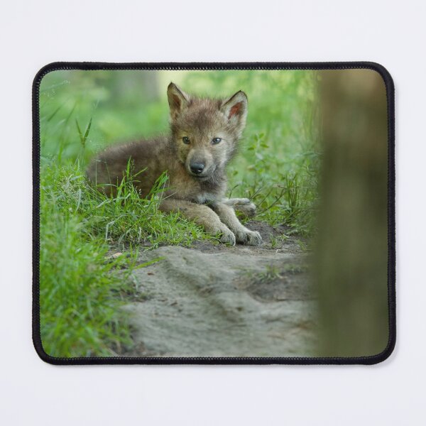 Item preview, Timber Wolf Pup designed and sold by WolvesOnly.