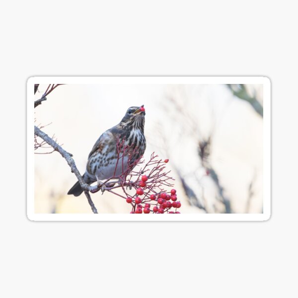 Item preview, Redwing designed and sold by LaurenTucker.