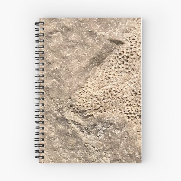 Item preview, Tabular el coral dentro del estromatoporoide designed and sold by Pr0teusUnbound.