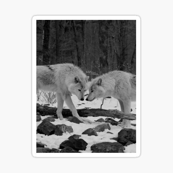 Two Arctic Wolves Sticker