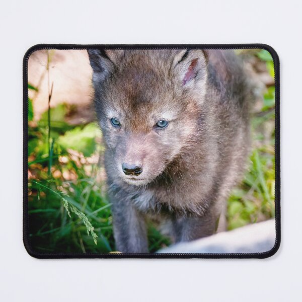 Item preview, Timber Wolf Pup designed and sold by WolvesOnly.
