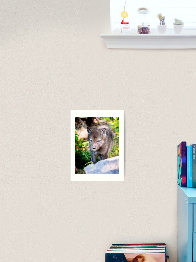 Thumbnail 2 von 3, Kunstdruck, Timber Wolf Pup designt und verkauft von WolvesOnly.