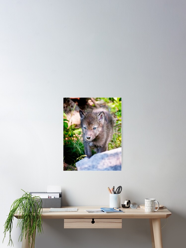 Imagen 2 de 3, Póster con la obra Timber Wolf Pup, diseñada y vendida por WolvesOnly.