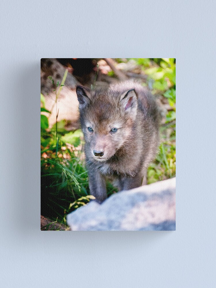 Imagen 1 de 3, Lienzo con la obra Timber Wolf Pup, diseñada y vendida por WolvesOnly.