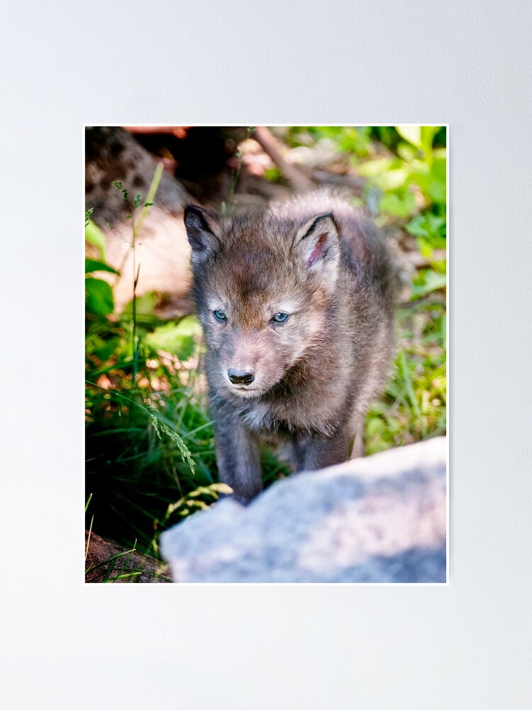 Thumbnail 1 of 3, Poster, Timber Wolf Pup designed and sold by WolvesOnly.