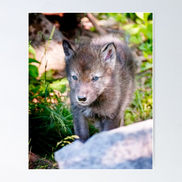 Item preview, Timber Wolf Pup designed and sold by WolvesOnly.
