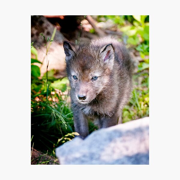 Item preview, Timber Wolf Pup designed and sold by WolvesOnly.