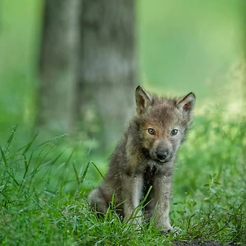 Imagen de la obra Timber Wolf Pup de WolvesOnly