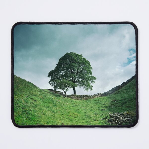 Item preview, The Tree at Sycamore Gap 3 designed and sold by David Lichtneker.