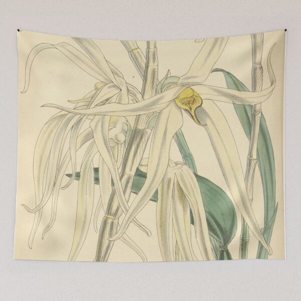 Item preview, Dendrobium amboinense designed and sold by EsotericBotanic.
