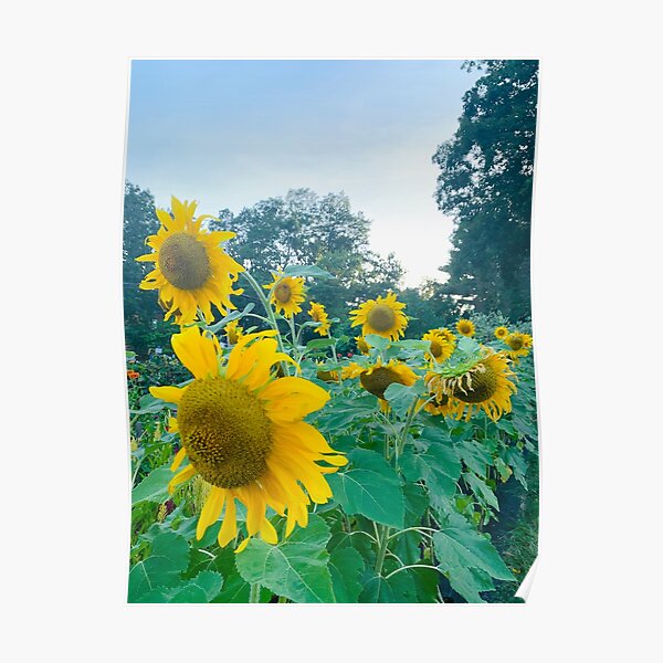 Sunflowers Poster