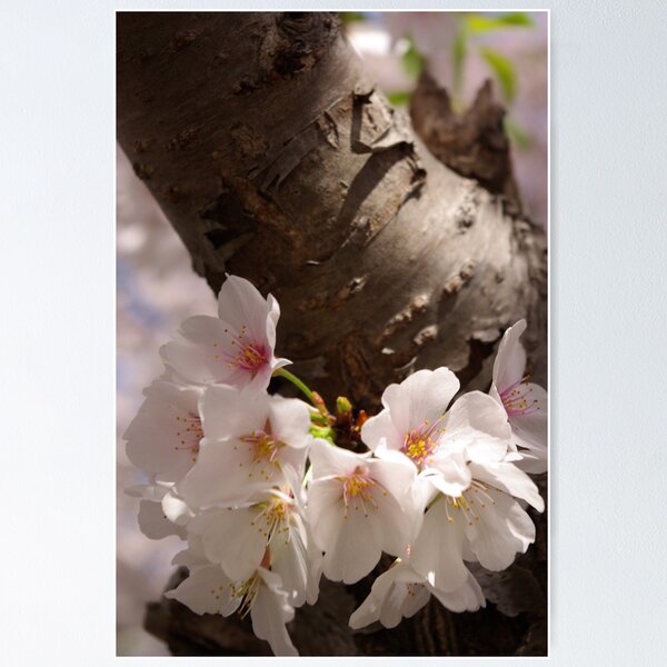 Item preview, Cherry Blossoms designed and sold by Jacki Temple.