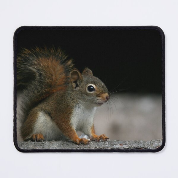 Item preview, Red Squirrel designed and sold by Enola Gay Wagner.