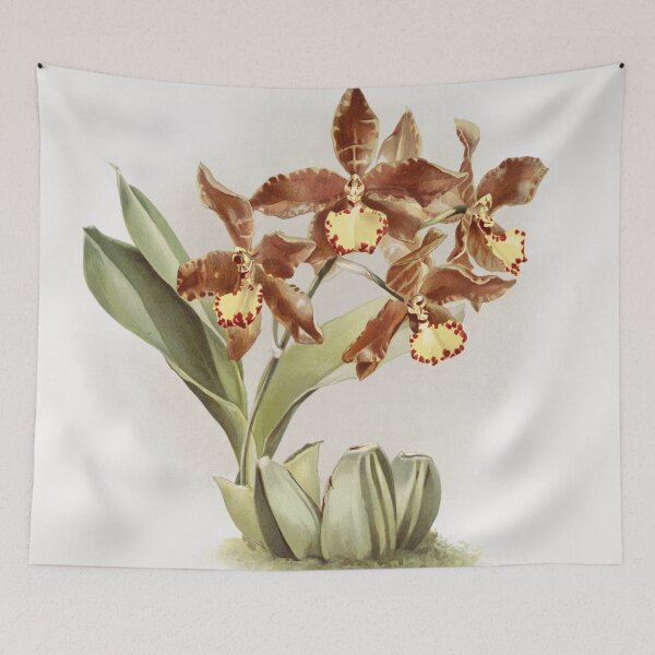 Item preview, Reichenbachia: Orchids Illustrated and Described designed and sold by EsotericBotanic.