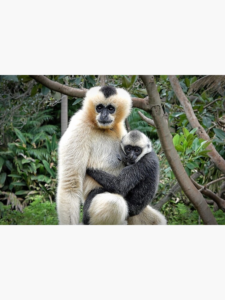 white-cheeked gibbon and daughter by rogersmith