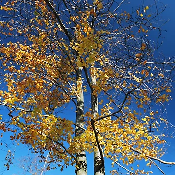 Imagen de la obra Beech de bogfl