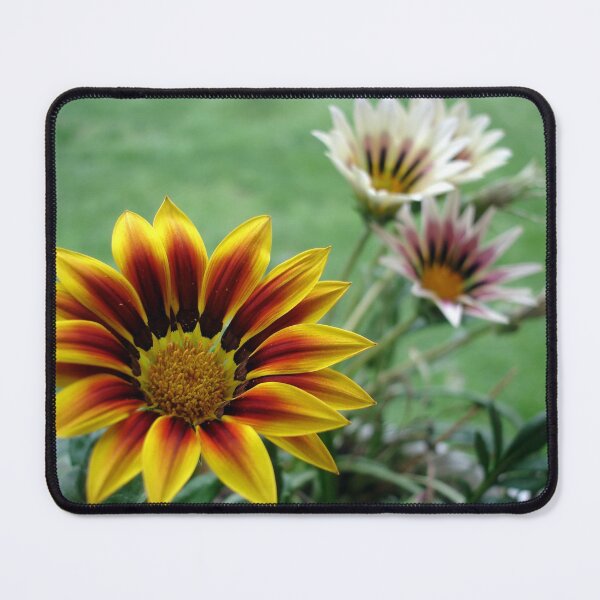 Item preview, Gazania designed and sold by Jacki Temple.