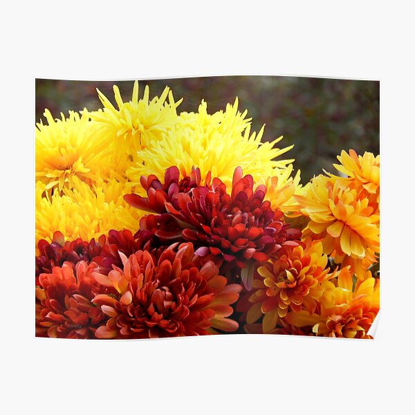 Chrysanthemums Poster