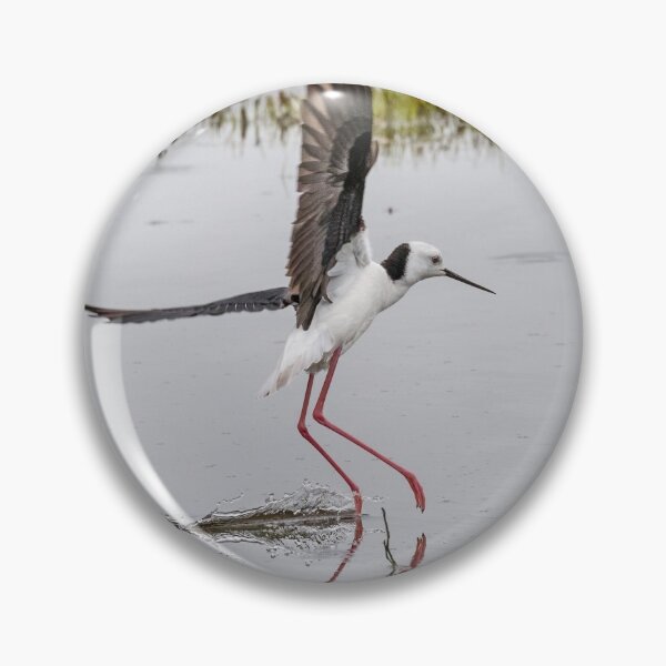 Item preview, Pied stilt lifting off. designed and sold by DaveBassett.