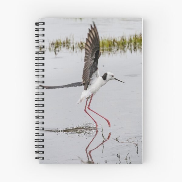 Item preview, Pied stilt lifting off. designed and sold by DaveBassett.