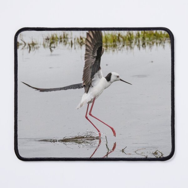 Item preview, Pied stilt lifting off. designed and sold by DaveBassett.
