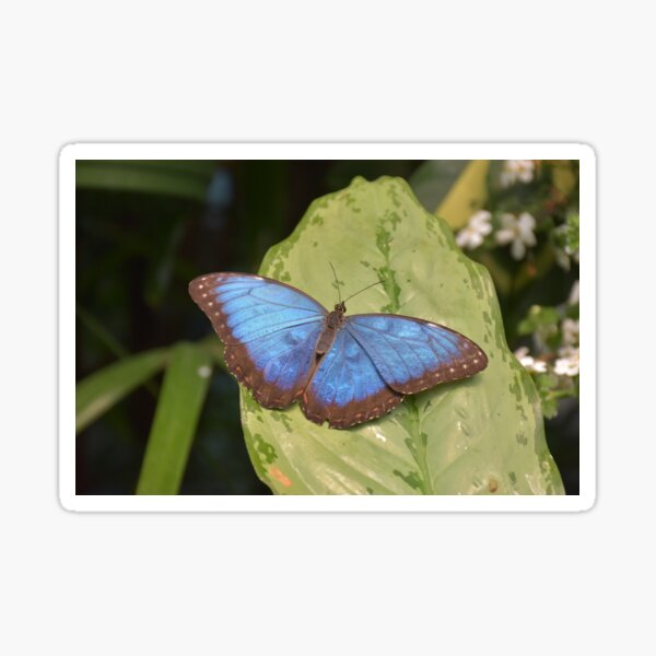 Open Blue - Butterfly Sticker