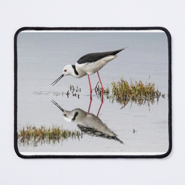 Item preview, Pied stilt reflections.  designed and sold by DaveBassett.