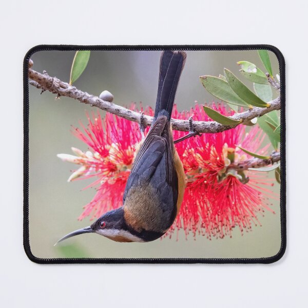 Item preview, Eastern Spinebill. designed and sold by DaveBassett.