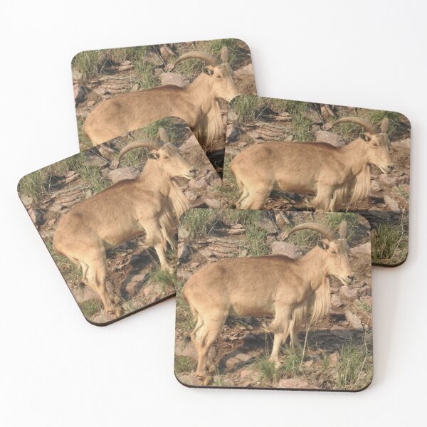 Item preview, Barbary Sheep Print designed and sold by Paul-Prints.