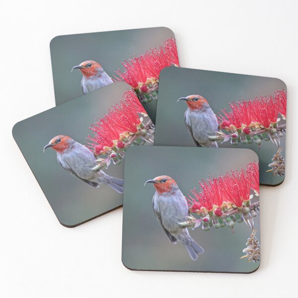 Item preview, Scarlet honeyeater on bottlebrush. designed and sold by DaveBassett.