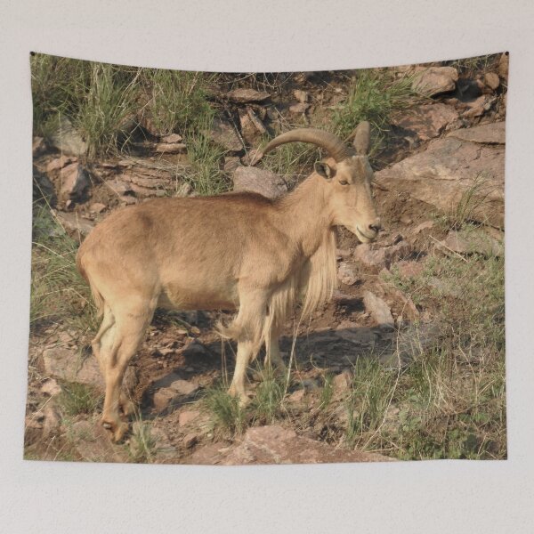 Item preview, Barbary Sheep Print designed and sold by Paul-Prints.