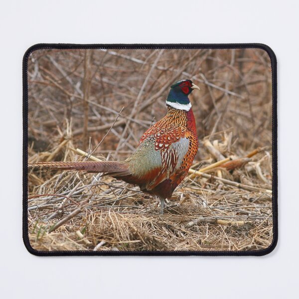 Item preview, Ring Neck Pheasant designed and sold by Enola Gay Wagner.