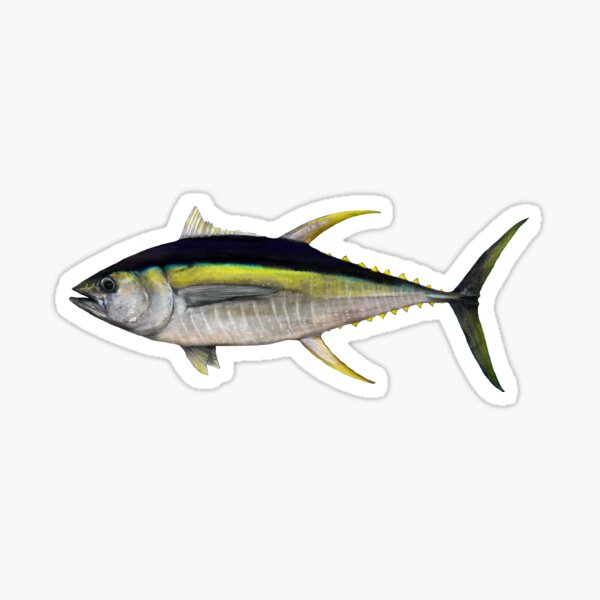 Yellowfin Tuna (Thunnus albacare) Sticker