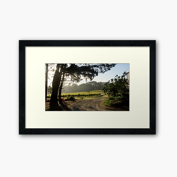 Morning light in the Vineyard by Adelaide Artist Avril Thomas at Magpie Springs Framed Art Print